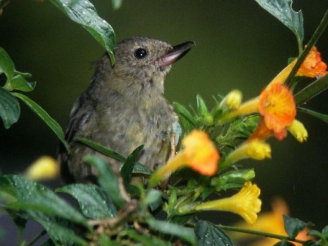 Slaty Flowerpiercer - photo by T. Keller